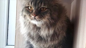 Бабушка подкармливала кота, а соседи пытались отравить его