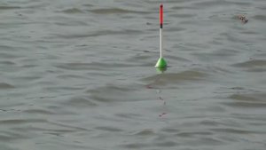 Рыбалка, река Кирпили, поклевка Карпа на поплавочную удочку с дальним забросом Fishing angeln câu cá