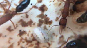 Новости Harpegnathos saltator и куда делась Rhytidoponera metallica