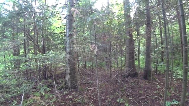 Просто в лес 2 июня 2020 (1/2) Пермь. смотреть онлайн