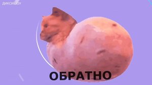 ???Кошка - картошка подружка Мышки-Сосиски. 10 ситуаций за 55 секунд. МЕМ песня
