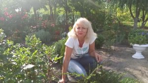 Кизильник Уход за кизильником Как размножить кизильник
