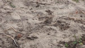 Фиолет 2 мес, щенок восточно-европейской овчарки