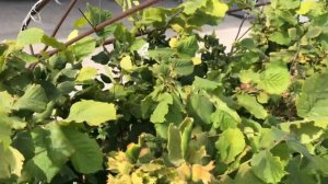 Двухлетние саженцы фундука сорта Трапезунд с орехами 2020 год.