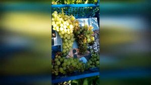 Виноград кишмиш 342 и осы