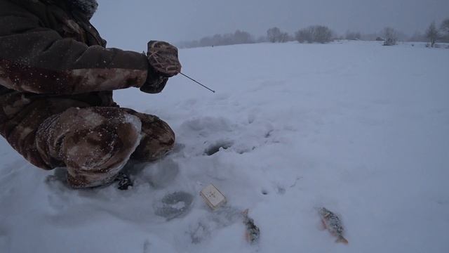 "Матырское водохранилище", "Окунь из Липецка"