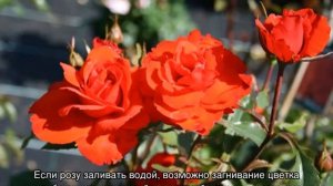Роза Кордес Бриллиант (Kordes Brillant)