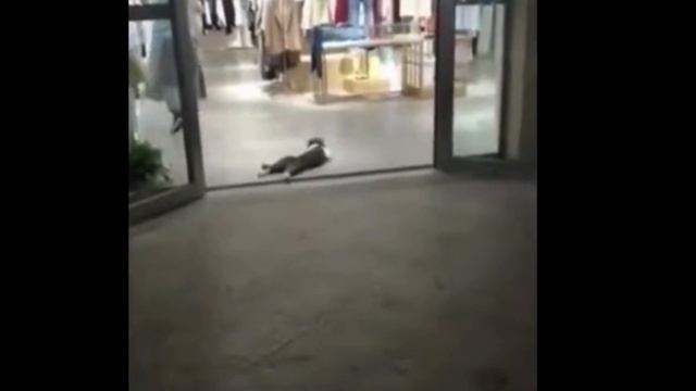 Ржачные Приколы с Кошками!