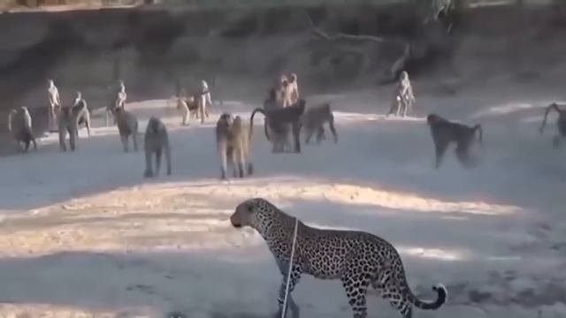 Вот Почему Даже Львы Боятся Бабуинов! Атаки БАБУИНОВ, ГОРИЛЛ, ШИМПАНЗЕ... смотреть онлайн