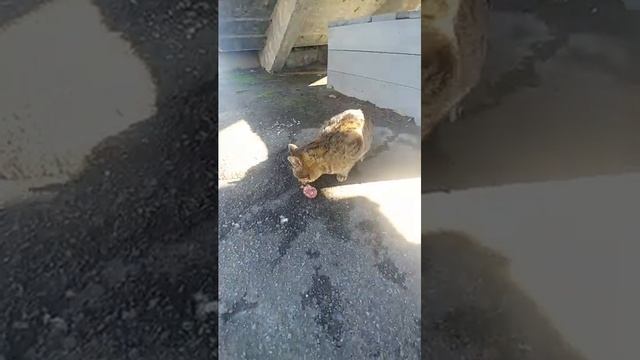 Кости - собакам, колбаску - котику смотреть онлайн