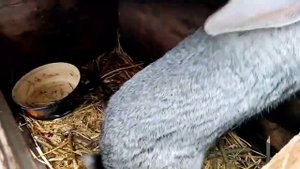 Соль кроликам. Реакция кроликов на соль.