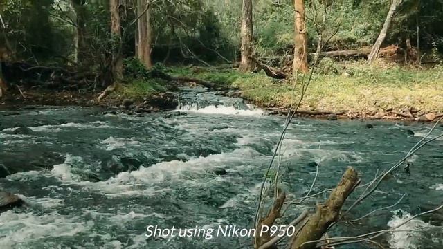 Nikon P950 Cinematic Video