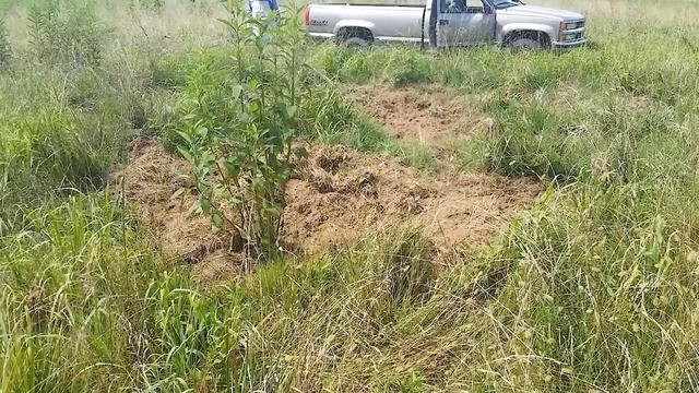 Why Don't They Eat Millions of Wild Boars In America? смотреть онлайн