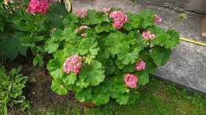 О моих цветах и как это ни странно о сорте пеларгонии Pink Rambler.