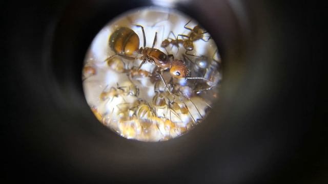 AntReality 3.2 - Снимаем тропических муравьёв ? смотреть онлайн