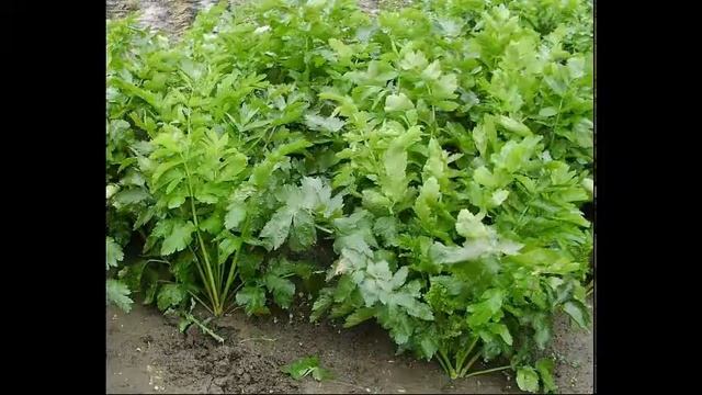 посев семян шефлеры seeding Scheffler смотреть онлайн