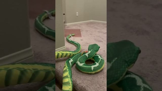 Sogga scared of a fake snake like a dumbass смотреть онлайн