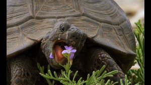 Средиземноморская черепаха (Testudo graeca) - Greek Tortoise