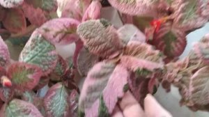 Акварельные эписции.