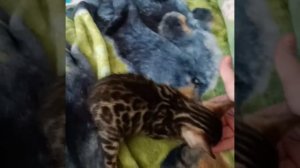 Brown rosetted male Bengal kitten (Senshi)