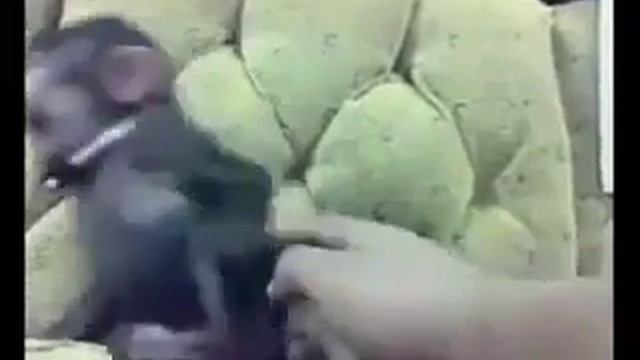 Смотрите я смеюсь не могу смотреть онлайн