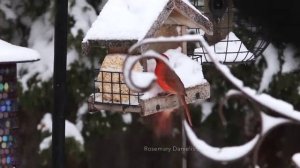 Зимние Птицы • Флёр-Де-Ирис • Видео Стихи