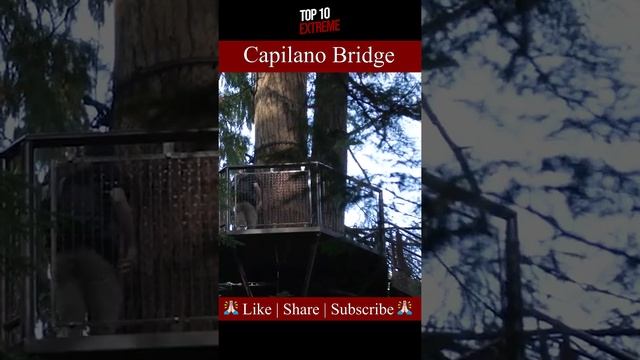 Most Dangerous Bridges in the World || Capilano Suspension Bridge || #short