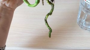 Каттлея с одним корнем! Уценка, купленная на Садоводе растит корни и ростик. Cattleya Walkerinter.