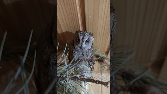 Улисс пищит на протяжении минуты смотреть онлайн