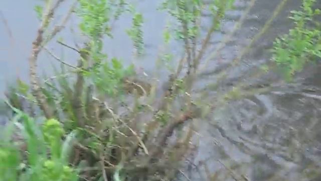 бобрёнок смотреть онлайн