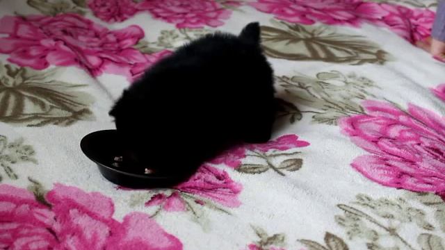 Кормление щенка шпица с тарелочки смотреть онлайн