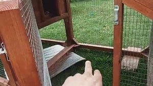 Мини курятник.