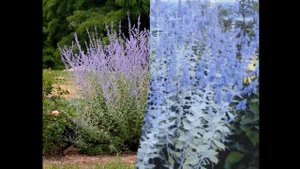 ПЕРОВСКИЯ (PEROWSKIA) сем.Яснотковые (Lamiaceae).