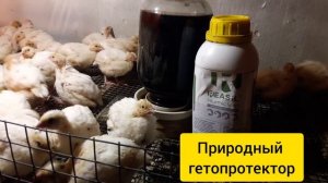 БЕТОИН кормовая добавка//БЕТОИН это витамин для перепелов//Настоящие ORGANIC мясо