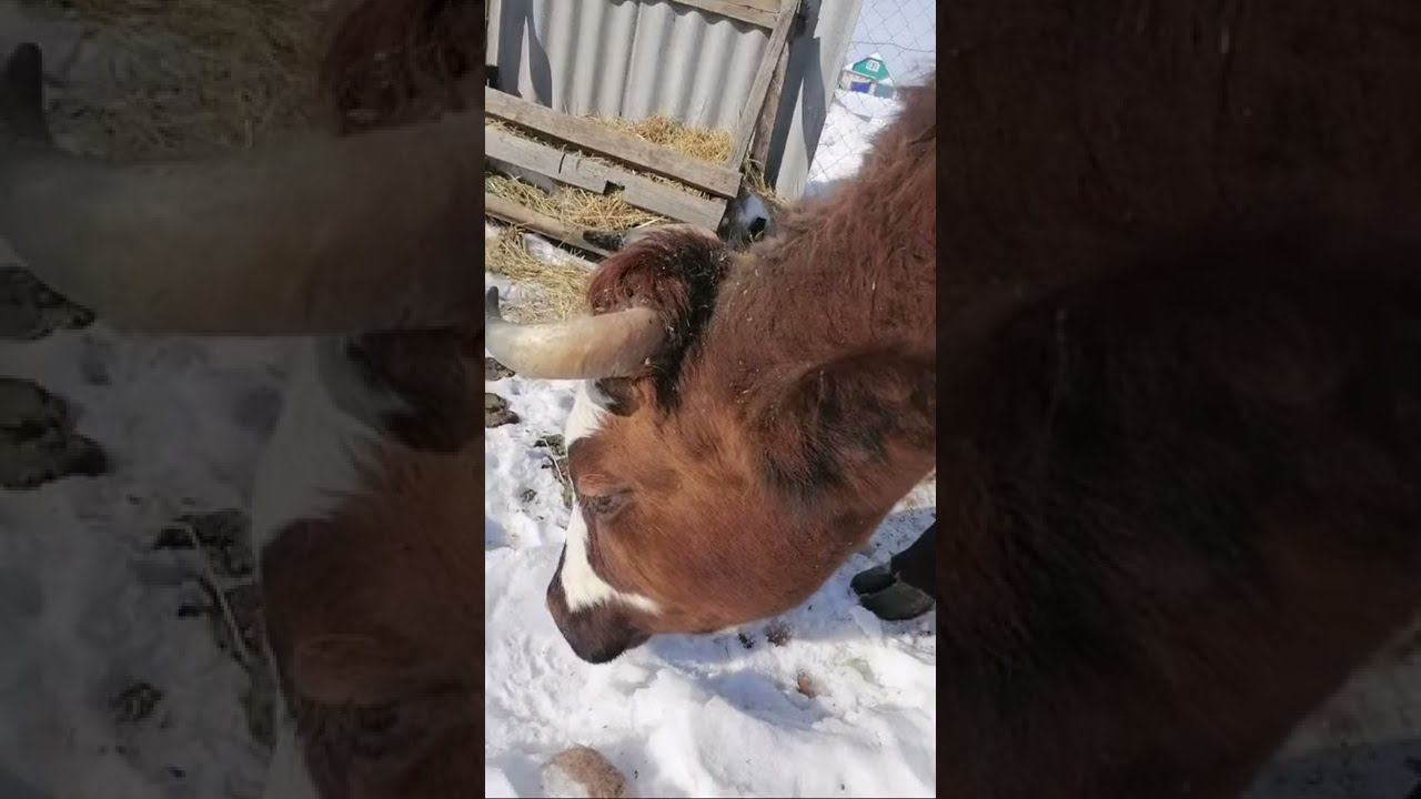 Почему коровы откладывают беременность. Скоро должна телиться корова.