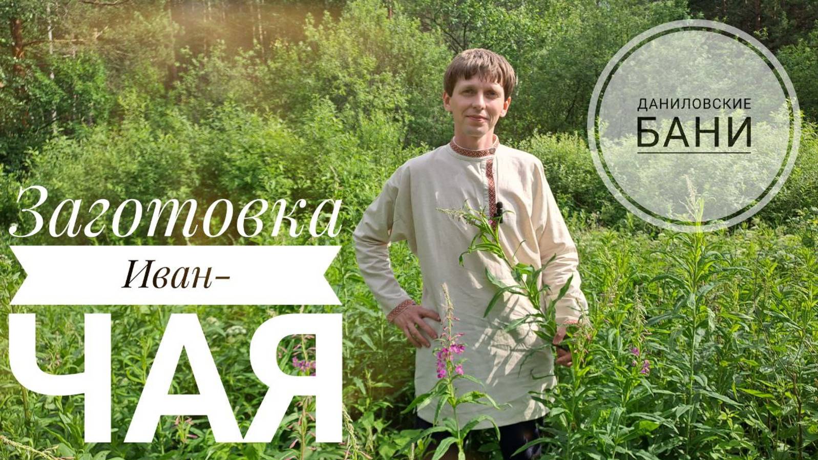 СБОР И ЗАГОТОВКА ИВАН-ЧАЯ