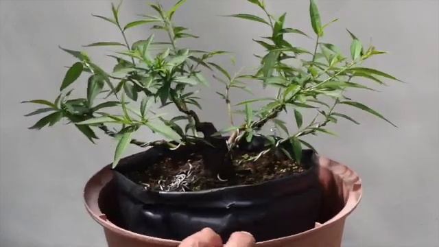 Planton Para Bonsai Prunus Persica Duraznero