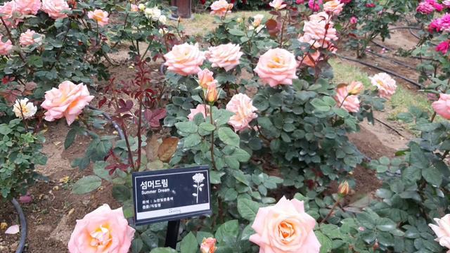 이곡 장미공원의 장미종류 및 꽃말(사랑,욕망,절정,기쁨,아름다움,존경,순결,순진,매력등) смотреть онлайн