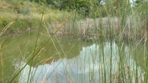 "Отпускаем черепаху в озеро"