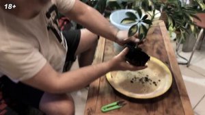 Шефлера выросла из маленького пенька, вот какая она стала