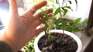 Универсальное удобрение КРИСТАЛОН зеленый. Стоит ли им пользоваться