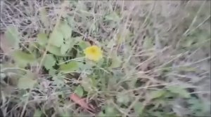 Цветы расцвели в октябре. Парадокс