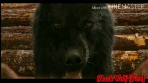 Twilight Wolfes - Free / сумерки волки-Free