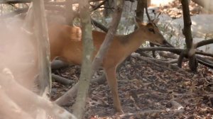 #Indian Muntjac\Red Muntjac Shout in Phnom Tamao Zoo