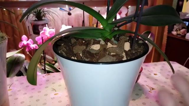 Phal. Joy Fairy Tale Кашпо для Орхидей смотреть онлайн