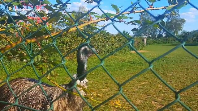 Страус, не могу сказать, что красавец! Животные, животный мир, Аnimals,Tiere смотреть онлайн