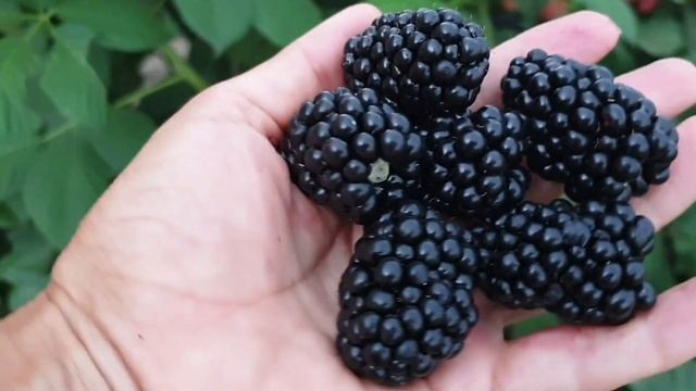 Ежевика со сладкой ягодой.... Небеса могут подождать смотреть онлайн