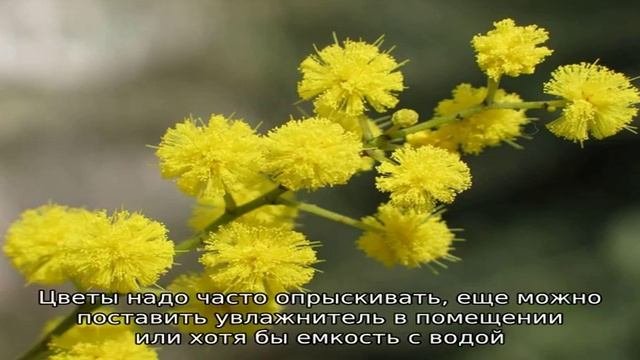 Как сохранить мимозу пушистой: «заправляем» воду и увлажняем цветы