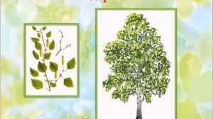 Старшая группа. Ознакомление с окружающим миром "Путешествие по экологии"