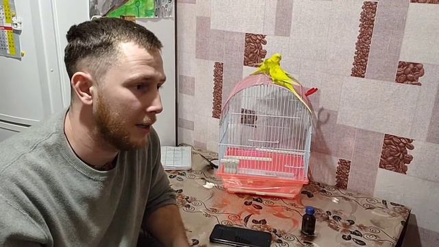 смотрит себя в YouTube / как приручить попугая за 20 мин смотреть онлайн